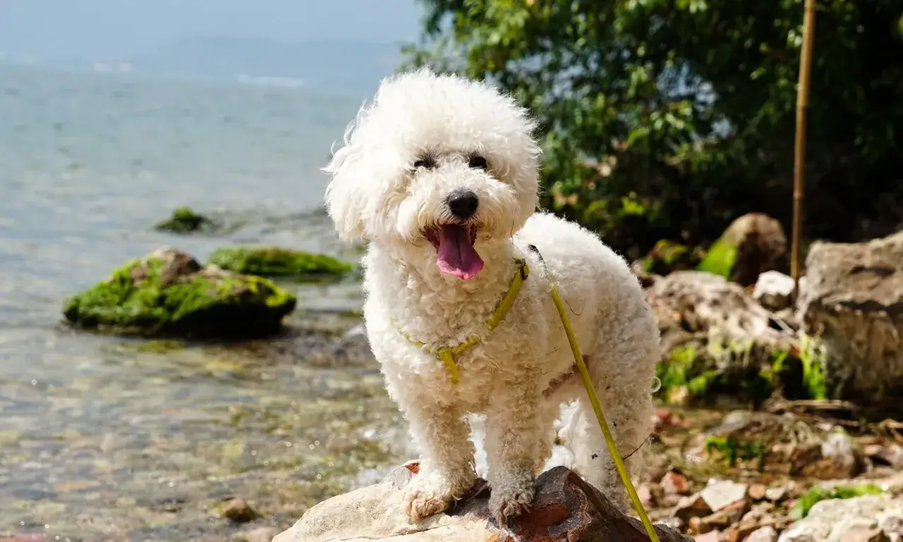 Un adorable bichon fris&eacute;, tout blanc et boucl&eacute;, profite d'une journ&eacute;e ensoleill&eacute;e au bord de l'eau, la langue pendante.