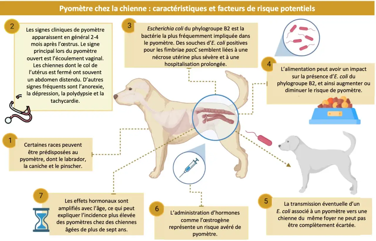 Illustration expliquant le pyom&egrave;tre chez la chienne, une infection ut&eacute;rine grave. La bact&eacute;rie E. coli est souvent en cause.