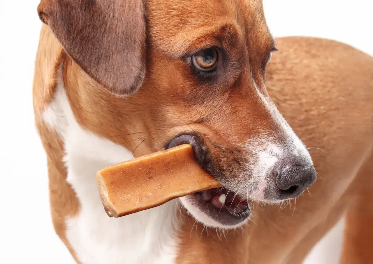 Un chien ronge un bloc de fromage de yak. Attention, ce type de friandise peut pr&eacute;senter un danger pour votre chien.