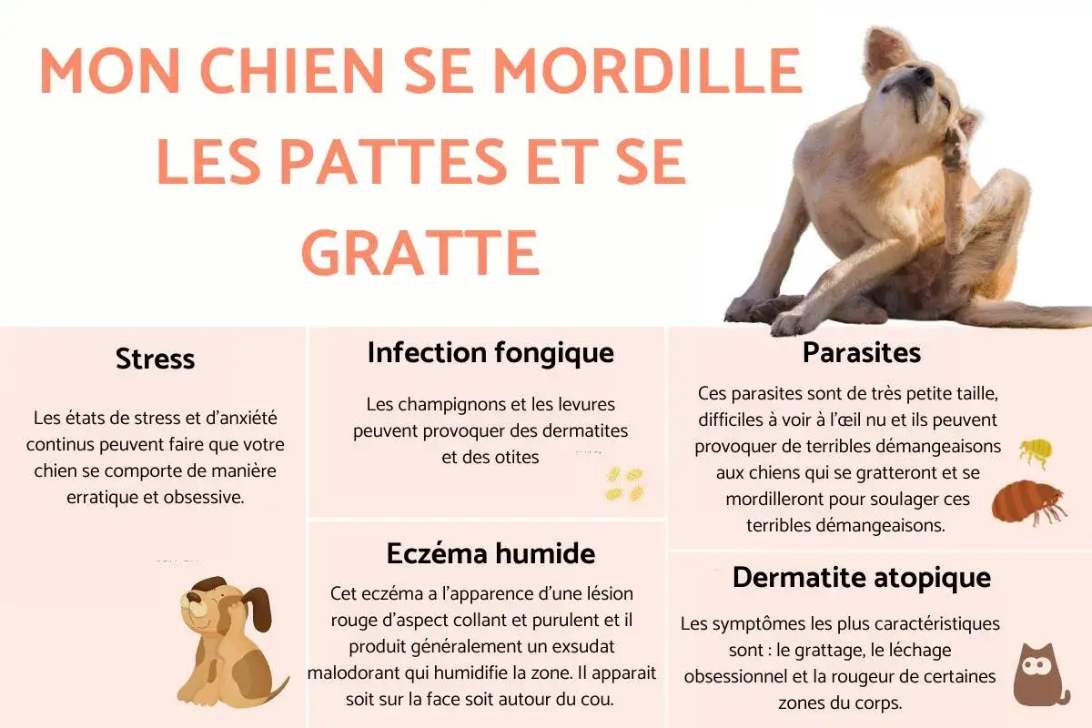 Mon chien se gratte : causes et rem&egrave;des de grand-m&egrave;re pour soulager ses d&eacute;mangeaisons. Le chien se mordille les pattes.