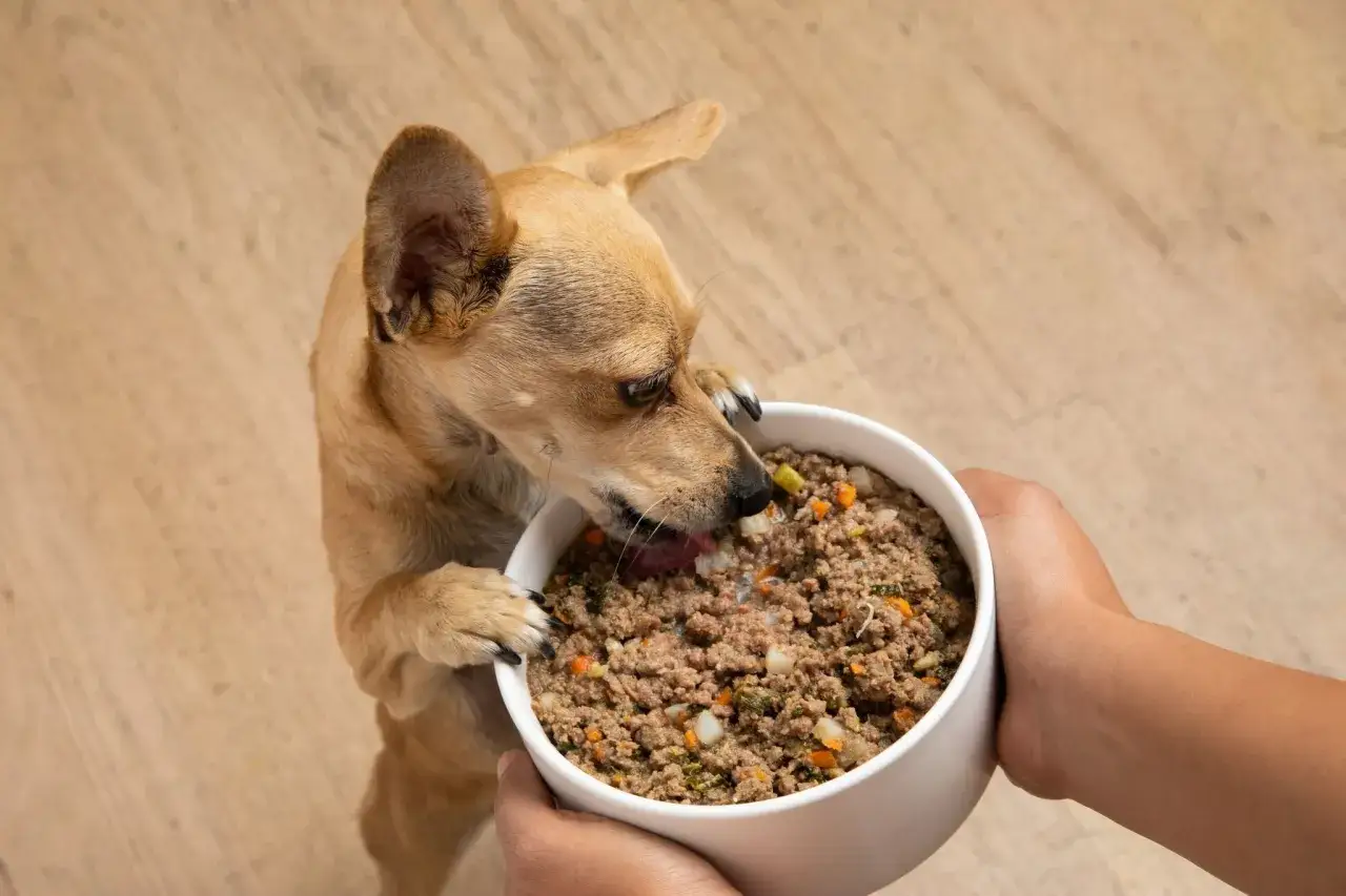 Chien mangeant avec app&eacute;tit son alimentation maison pour un chien en insuffisance r&eacute;nale, pr&eacute;par&eacute;e avec soin.