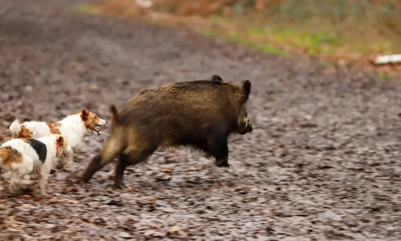 Trois chiens poursuivent un sanglier sur un chemin boueux. Le sanglier est dangereux pour les chiens.