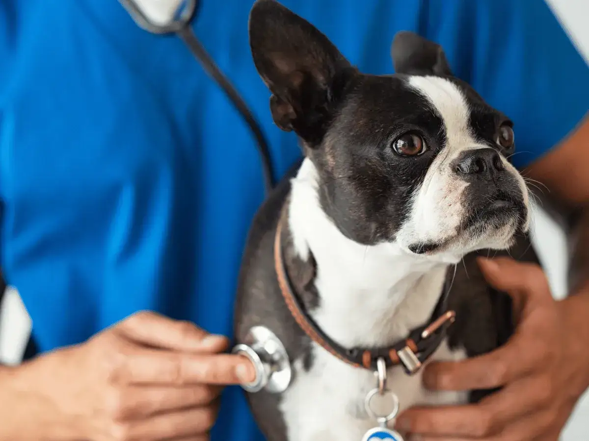 Un v&eacute;t&eacute;rinaire examine un Boston Terrier avec un st&eacute;thoscope, attentif au moindre souffle au c&oelig;ur du chien.