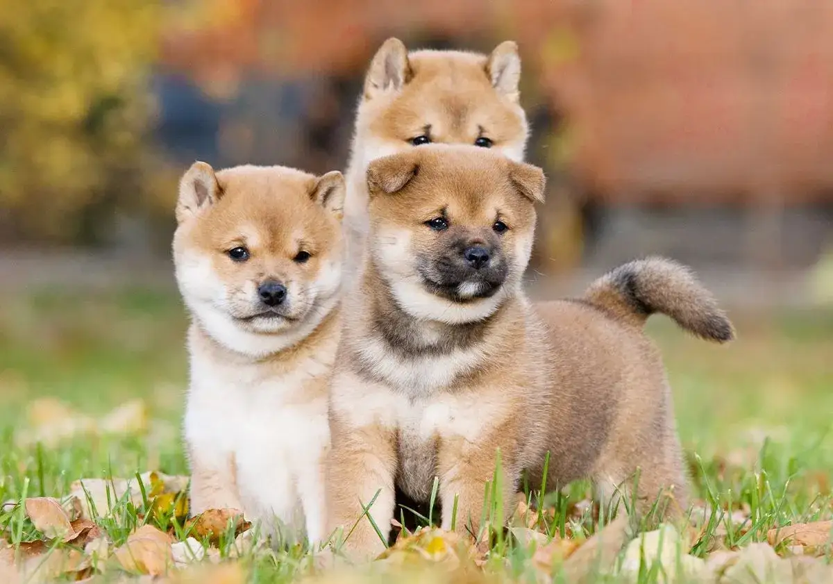 Trois adorables chiots shiba inu se tiennent dans l'herbe, un arri&egrave;re-plan flou d'automne.