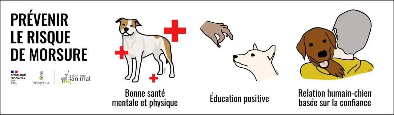 Pr&eacute;venir le risque de morsure : bonne sant&eacute;, &eacute;ducation positive, relation de confiance. Mon chien mord moins gr&acirc;ce &agrave; ces conseils.