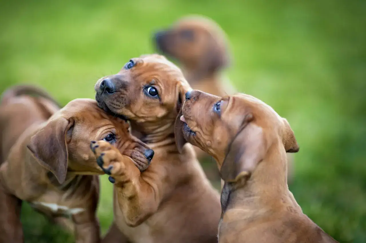 Trois chiots roux jouent dans l'herbe. L'un mordille la patte d'un autre, tandis qu'un troisi&egrave;me l&egrave;che le museau du premier. On entend presque le bruit de chiot !
