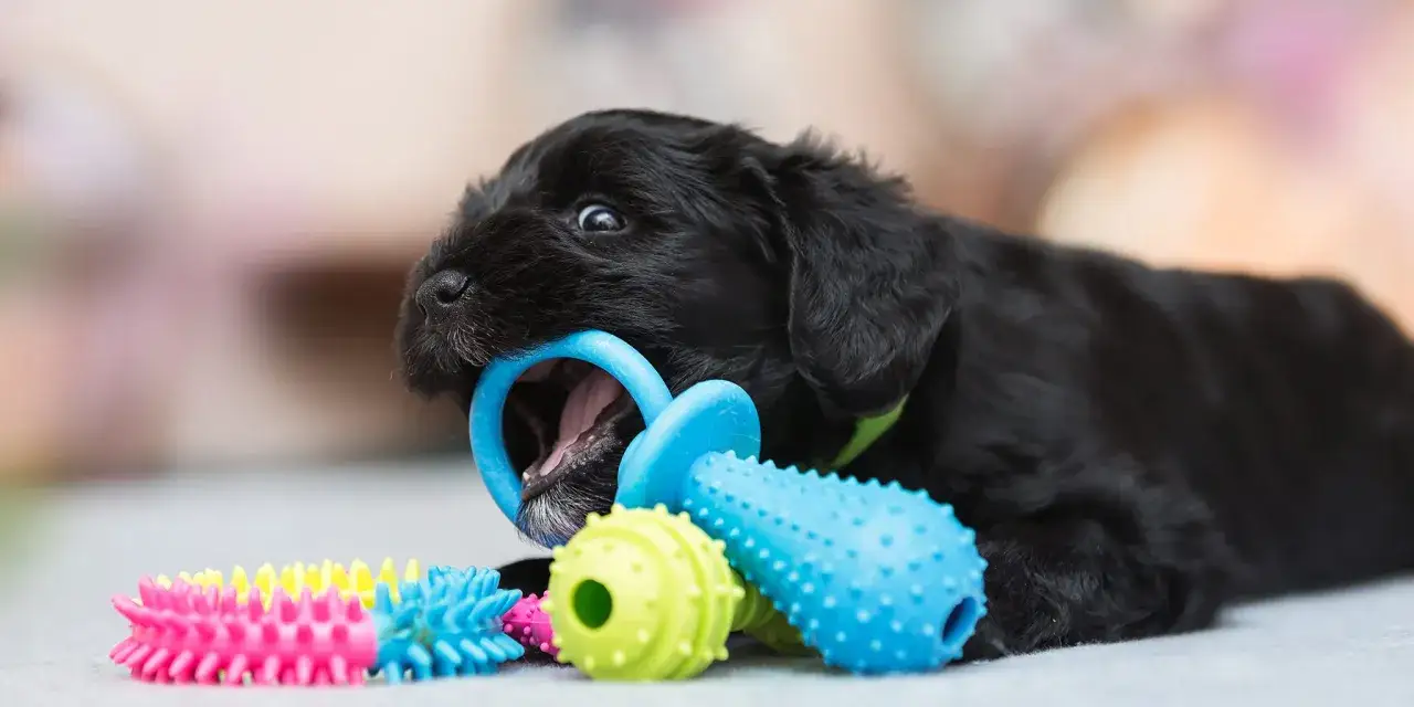 Un chiot noir de 3 mois m&acirc;chouille joyeusement un jouet bleu, entour&eacute; d'autres jouets color&eacute;s.