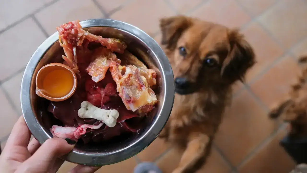 Un chien brun regarde avec envie un bol rempli d'abats pour chien : morceaux de poulet, foie, &oelig;uf et un biscuit en forme d'os.
