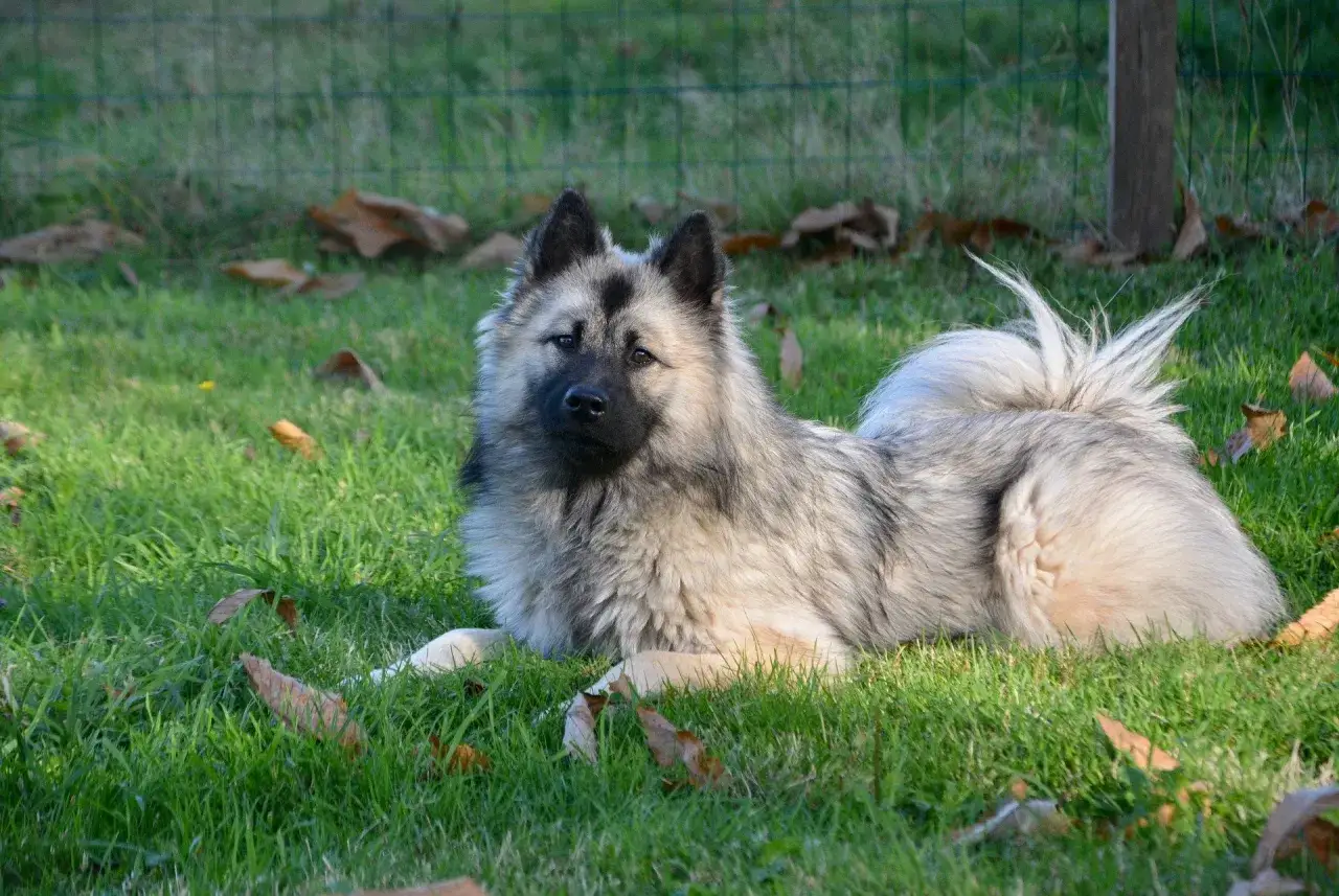Un magnifique chien eurasier, au pelage &eacute;pais et aux yeux vifs, se repose paisiblement sur l'herbe verte.
