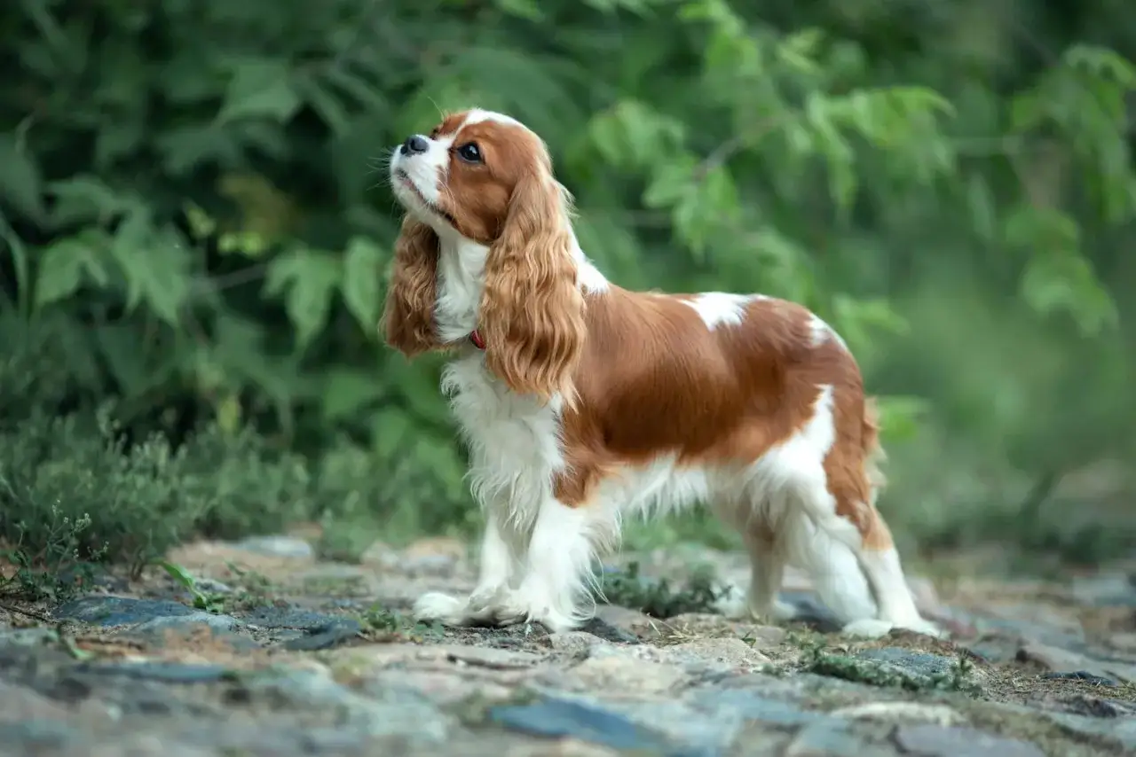 Un magnifique cocker king charles, au pelage roux et blanc, se tient fi&egrave;rement sur un chemin rocailleux, regardant vers le ciel.
