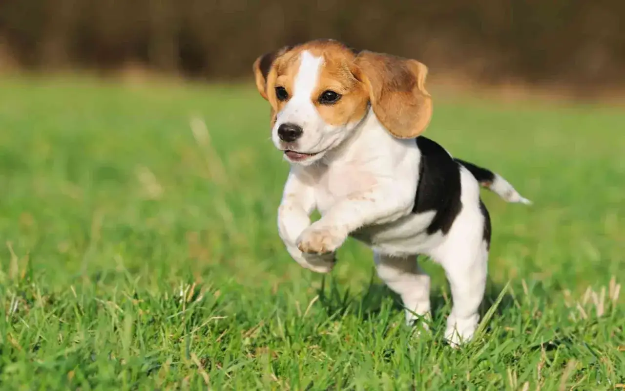 Un adorable beagle chien longue oreille court joyeusement dans l'herbe verte, ses oreilles tombantes battant au vent.
