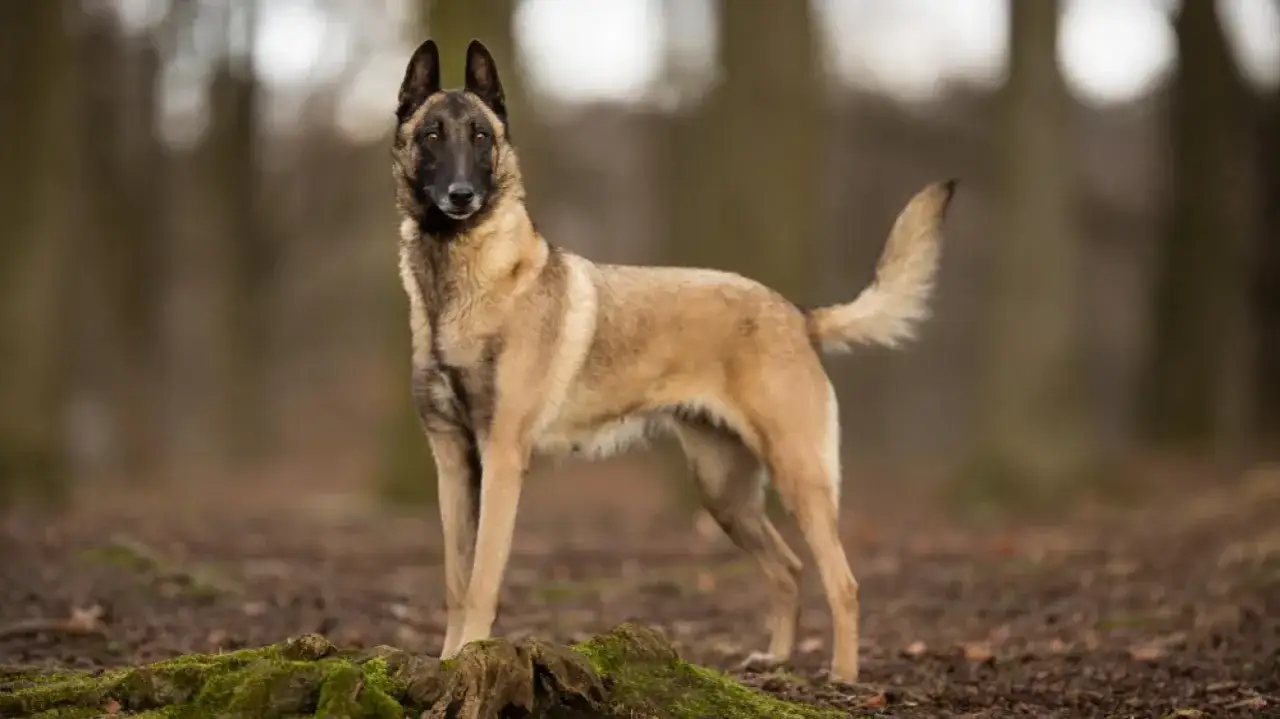 Un magnifique malinois catégorie, fier et alerte, se tient dans une forêt.