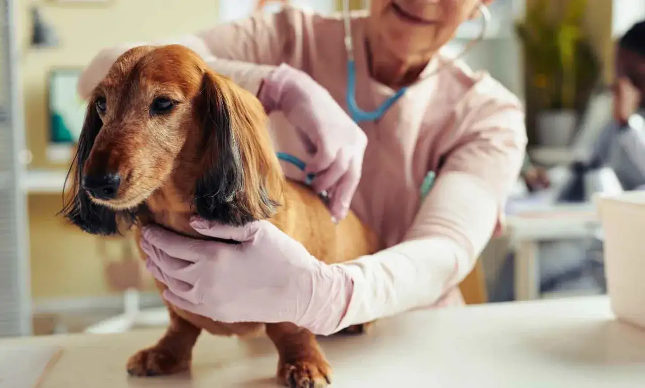 Un v&eacute;t&eacute;rinaire examine un teckel brun avec un st&eacute;thoscope. Le chien tousse, le v&eacute;t&eacute;rinaire essaie de comprendre pourquoi.
