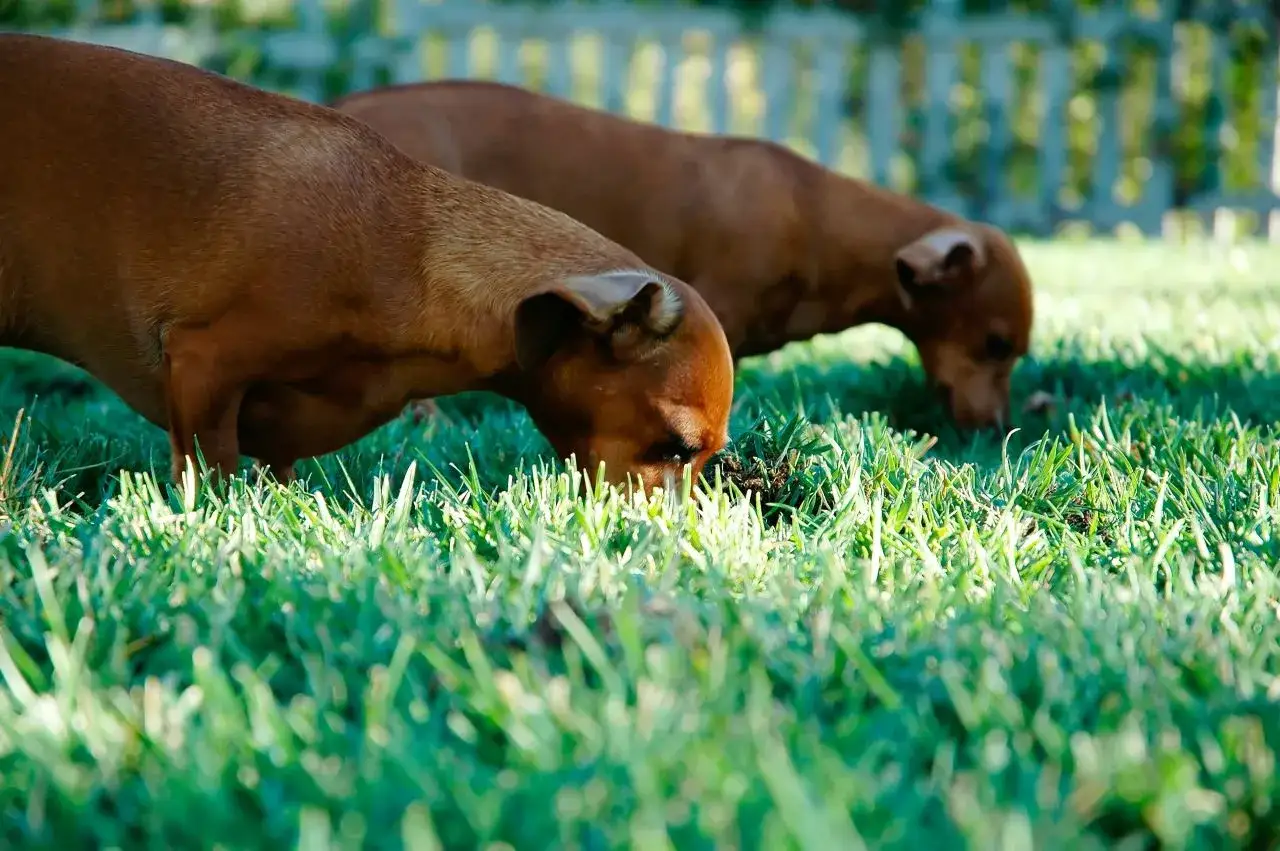 Deux chiens bruns curieux explorent l'herbe verte, se demandant peut-&ecirc;tre pourquoi mon chien mange de l'herbe.