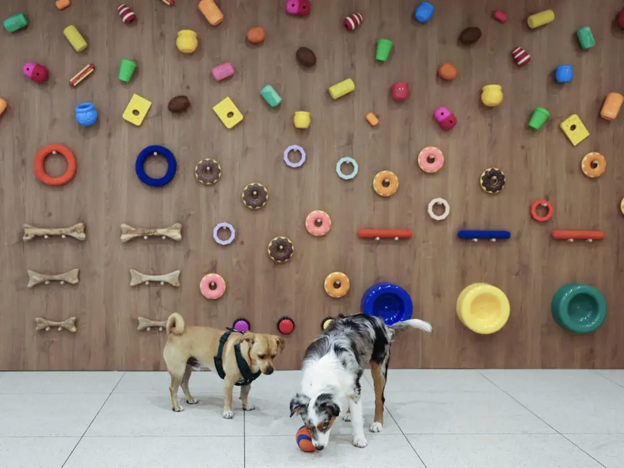 Deux chiens jouent dans une cr&egrave;che pour chien color&eacute;e, entour&eacute;s de jouets suspendus au mur en bois.