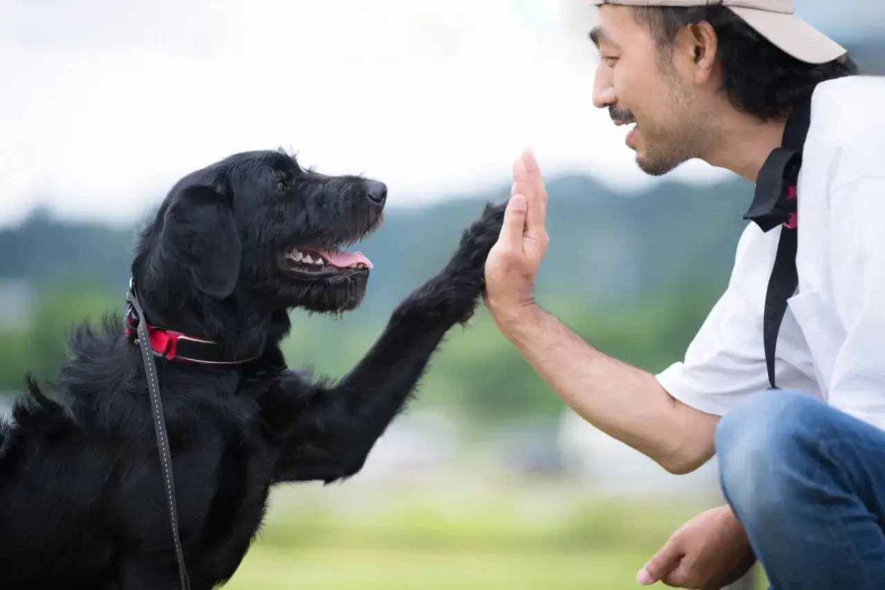 Un homme et son chien noir se donnent une 