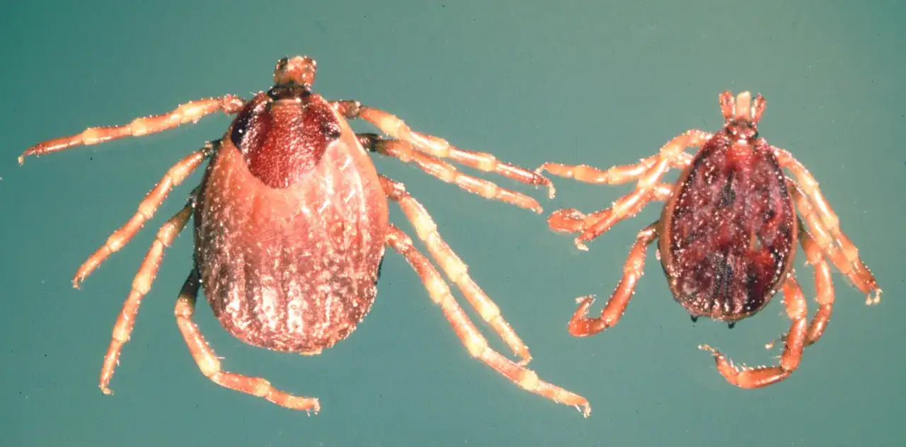 Deux tiques g&eacute;antes, l'une plus grosse que l'autre, se dressent sur leurs pattes, pr&ecirc;tes &agrave; s'accrocher.
