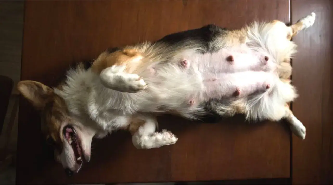 Chienne corgi couch&eacute;e sur le dos, ventre visible. Elle semble se remettre d'un traitement pour grossesse nerveuse.
