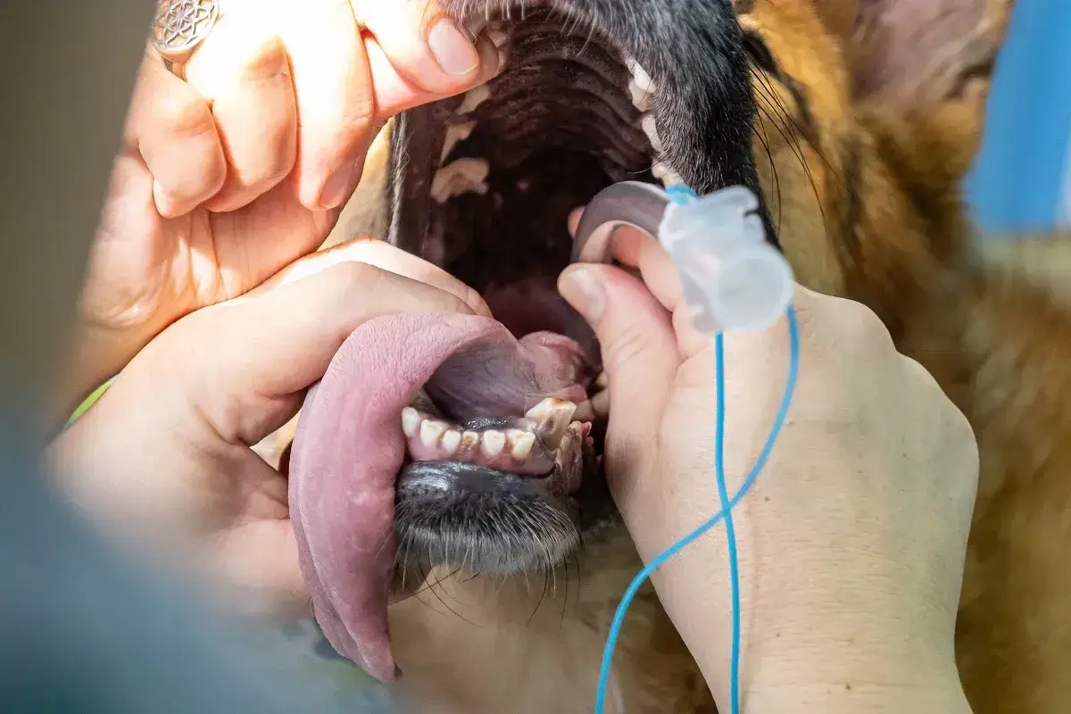 Un chien sous anesth&eacute;sie, la gueule ouverte, une sonde d'intubation en place. Le collapsus trach&eacute;al peut affecter l'esp&eacute;rance de vie.