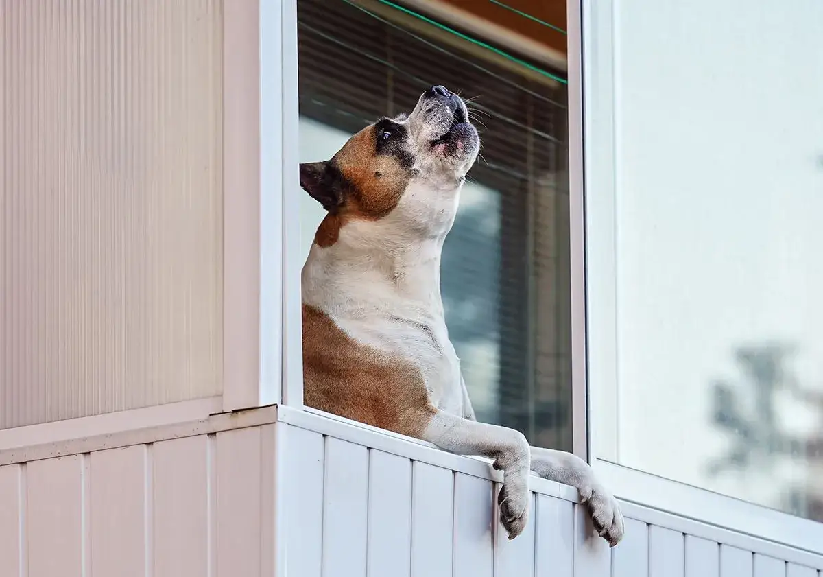 Un chien qui aboie tout le temps, perch&eacute; &agrave; une fen&ecirc;tre, semble vouloir attirer l'attention.