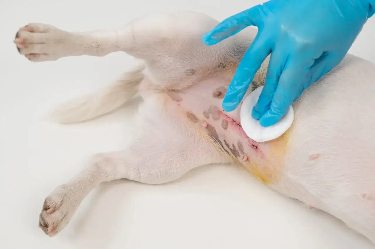 Main d'un v&eacute;t&eacute;rinaire en gant bleu nettoyant la plaie d'un chien apr&egrave;s st&eacute;rilisation.