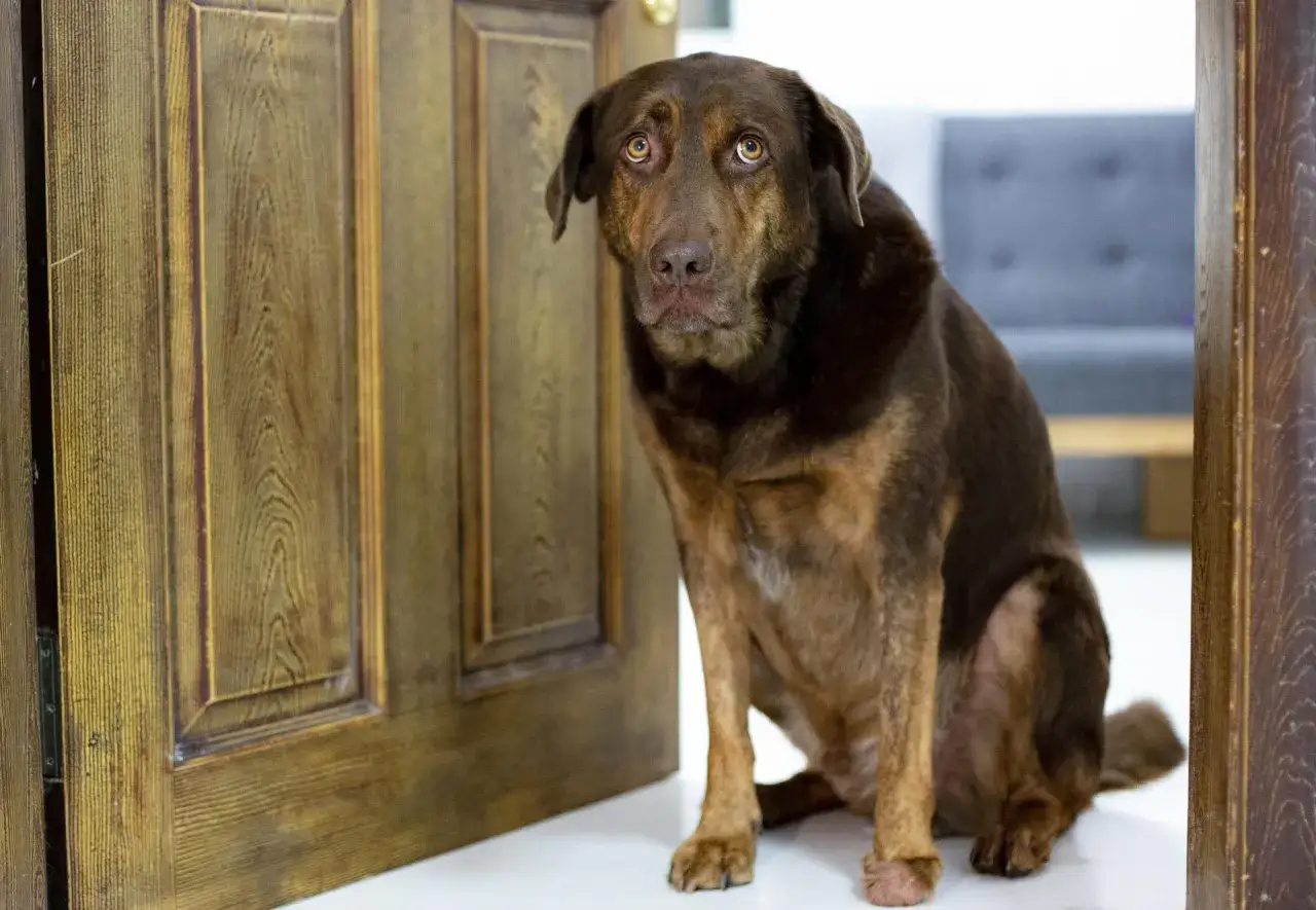 Un chien brun au regard triste, assis pr&egrave;s d'une porte en bois, semble attendre patiemment. Son expression pourrait &eacute;voquer un ocd chien qui attend une routine pr&eacute;cise.