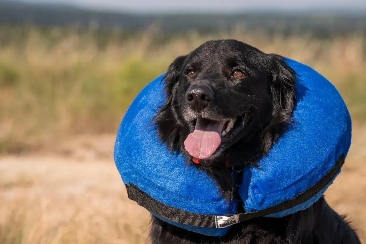 Un chien noir porte une collerette bleue gonflable, la langue sortie, dans un champ d'herbes s&egrave;ches.