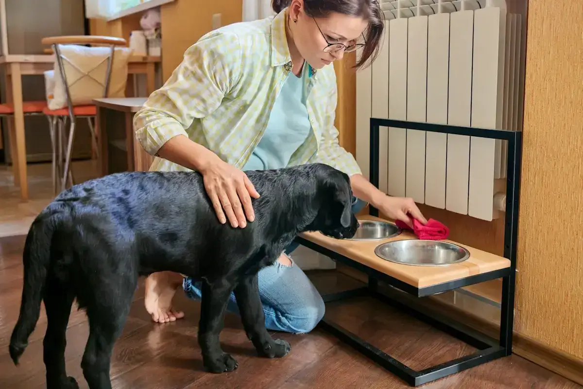 Une femme nettoie une gamelle sur&eacute;lev&eacute;e pour chien, un accessoire pratique qui &eacute;vite les dangers de torsion d'estomac.