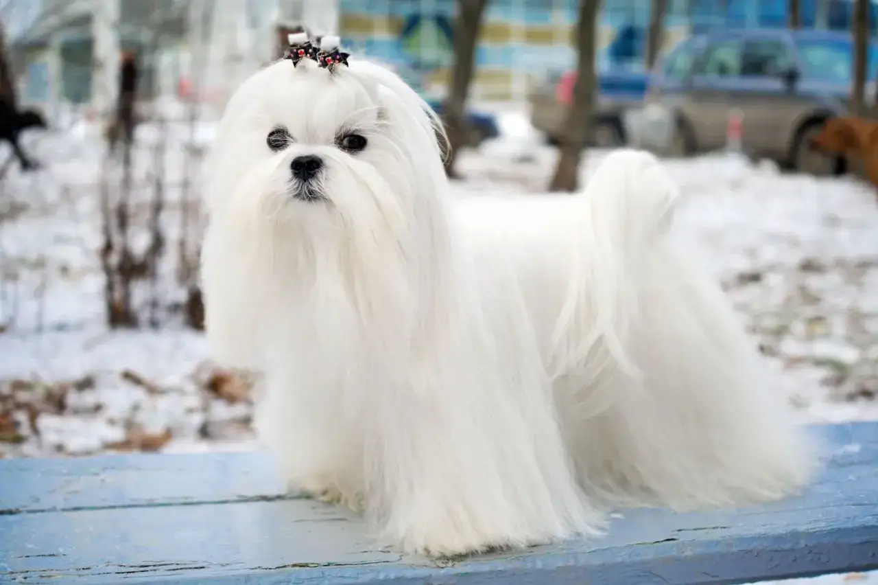 Un adorable bichon maltais, tout blanc et soyeux, porte une petite barrette sur la t&ecirc;te. Il est assis sur un banc bleu, par un jour d'hiver enneig&eacute;.
