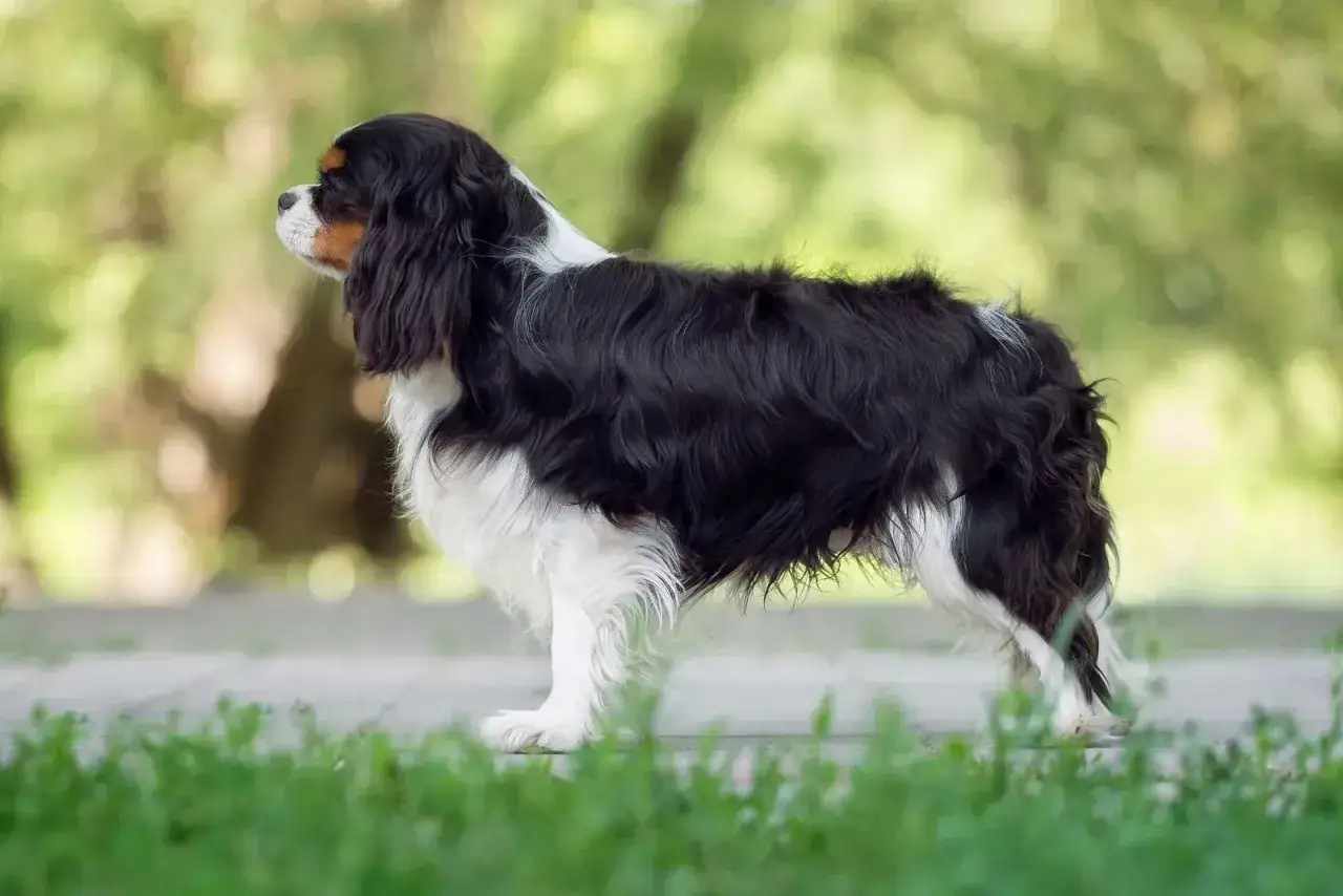 Un &eacute;l&eacute;gant cavalier king charles adulte, au pelage noir et blanc, se tient fi&egrave;rement sur un chemin, profitant d'une journ&eacute;e ensoleill&eacute;e.