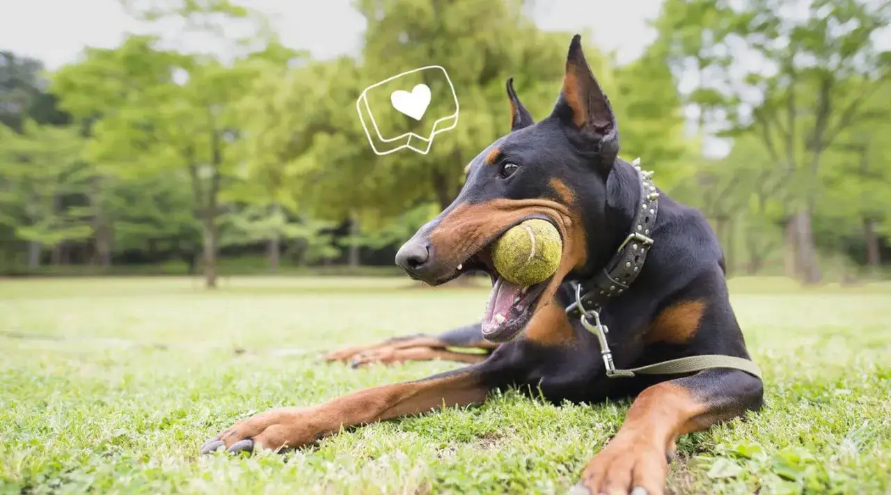 Doberman couché dans l'herbe, mâchouillant sa balle. Ce chien qui mâchouille tout le temps semble heureux, avec un cœur stylisé flottant au-dessus de sa tête.