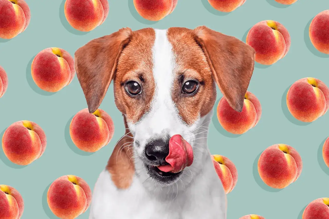 Un chien Jack Russell l&egrave;che ses babines, entour&eacute; de p&ecirc;ches. Il a l'air d'adorer ce fruit d'&eacute;t&eacute;.