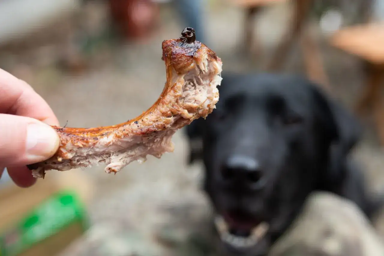 Une patte de poulet cuite, potentiellement dangereuse pour un chien, est tenue devant un labrador noir aux yeux implorants.