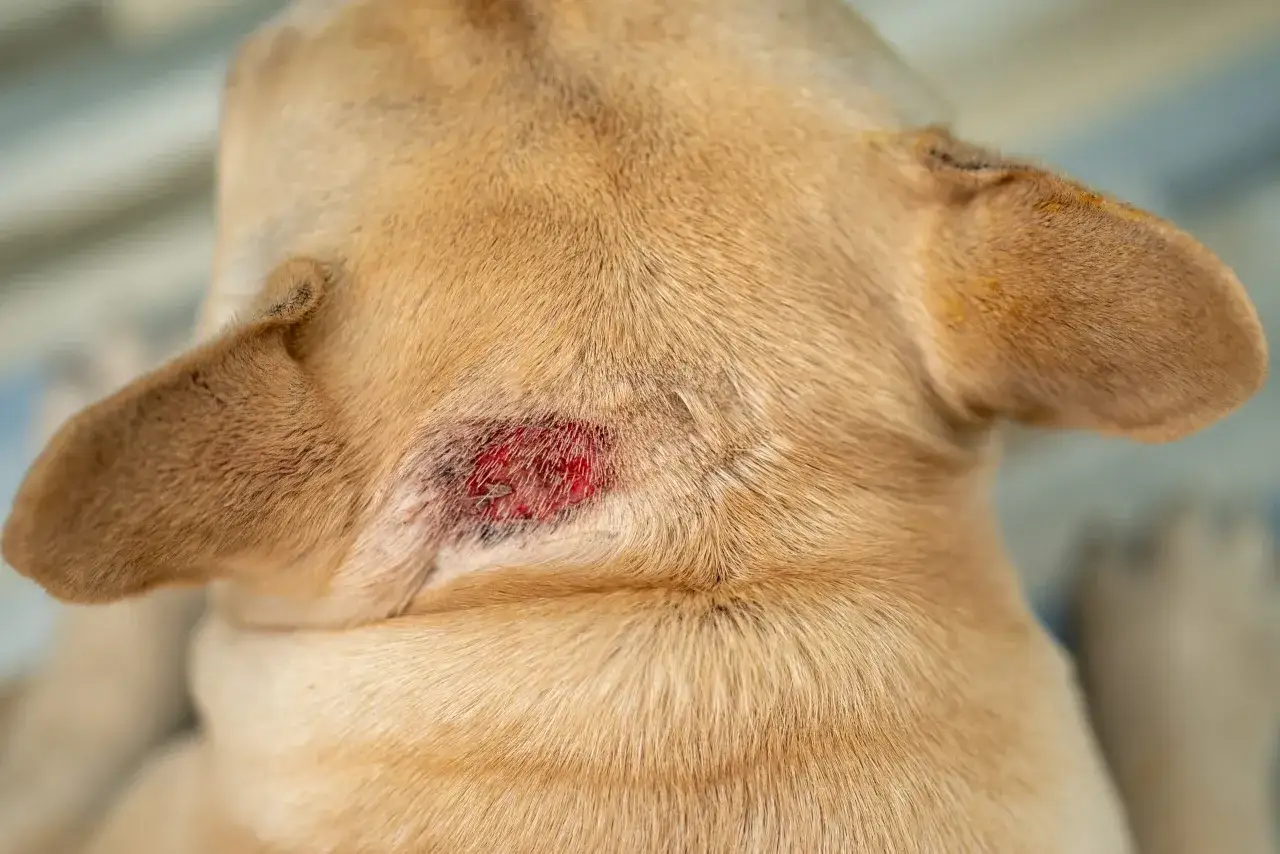 Gros plan sur le cou d'un chien roux, montrant une plaie rouge et irritée, un hot spot chien typique.