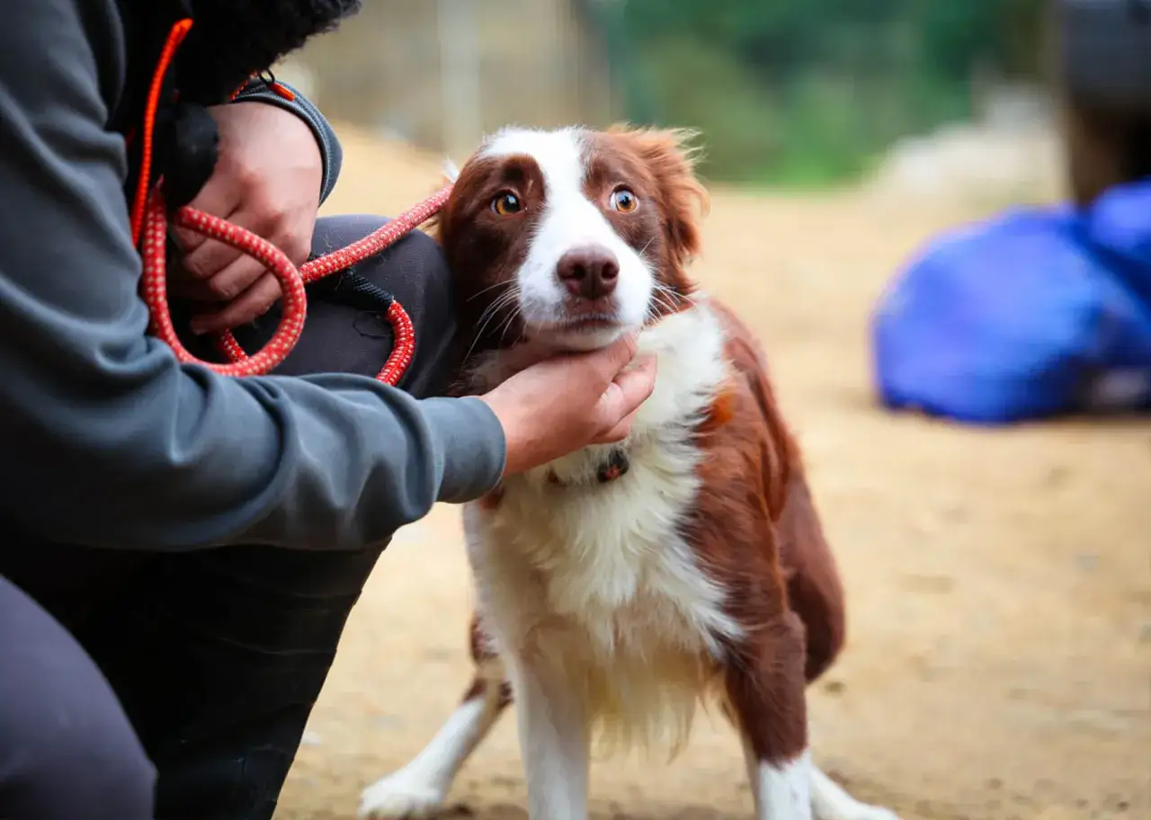 Un chien brun et blanc, l'air un peu inquiet, est caress&eacute; par une main. On se demande quel zylk&egrave;ne effet au bout de combien de temps.