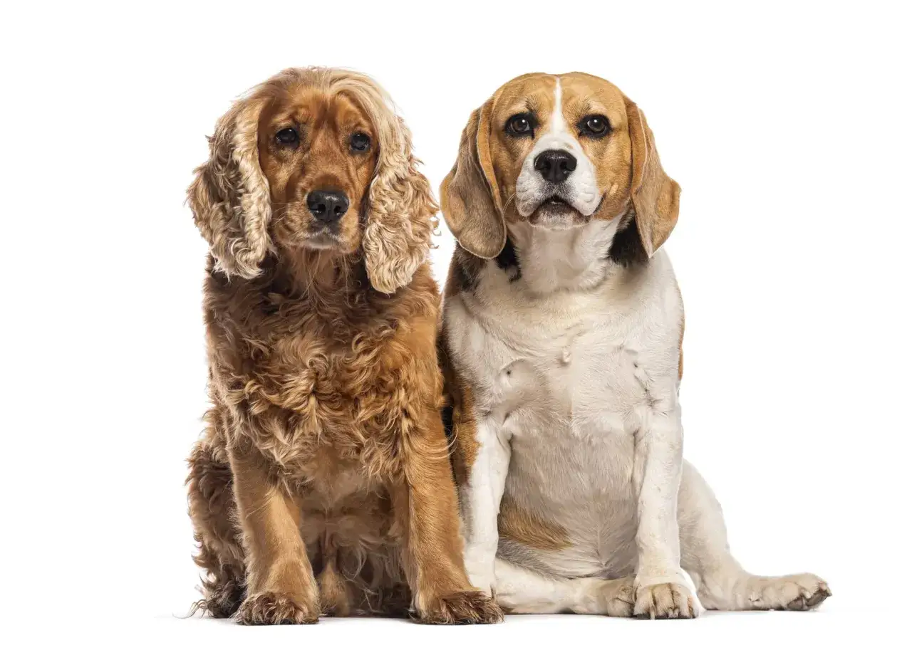 Un beagle et un cocker cocker, deux adorables chiens aux poils longs et courts, posent côte à côte sur fond blanc.