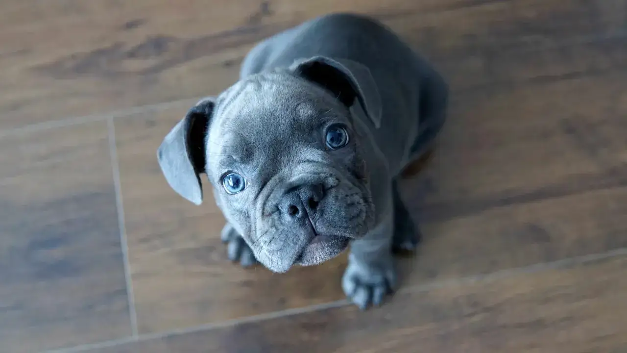 Adorable chiot brachyc&eacute;phale aux yeux bleus intenses, assis sur un parquet en bois.