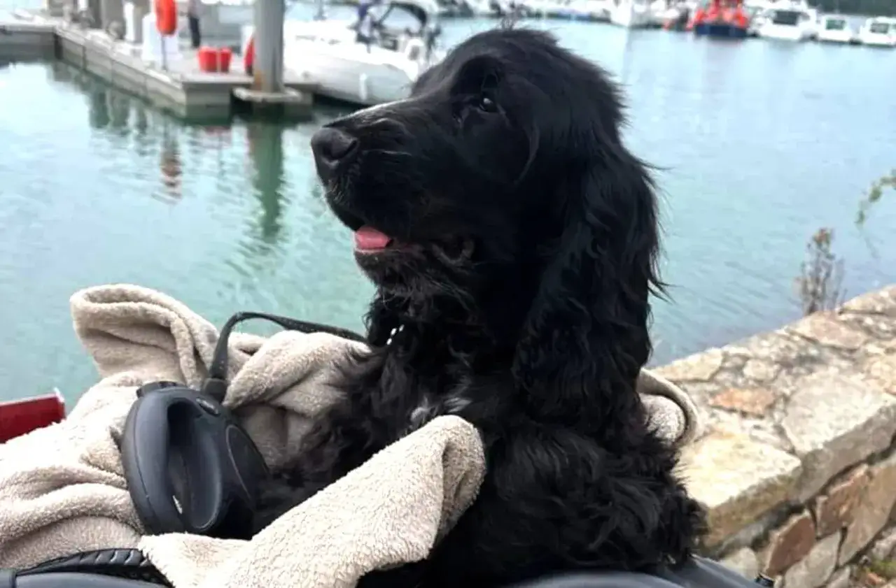Un adorable cocker noir, tout doux, profite de la vue sur le port.