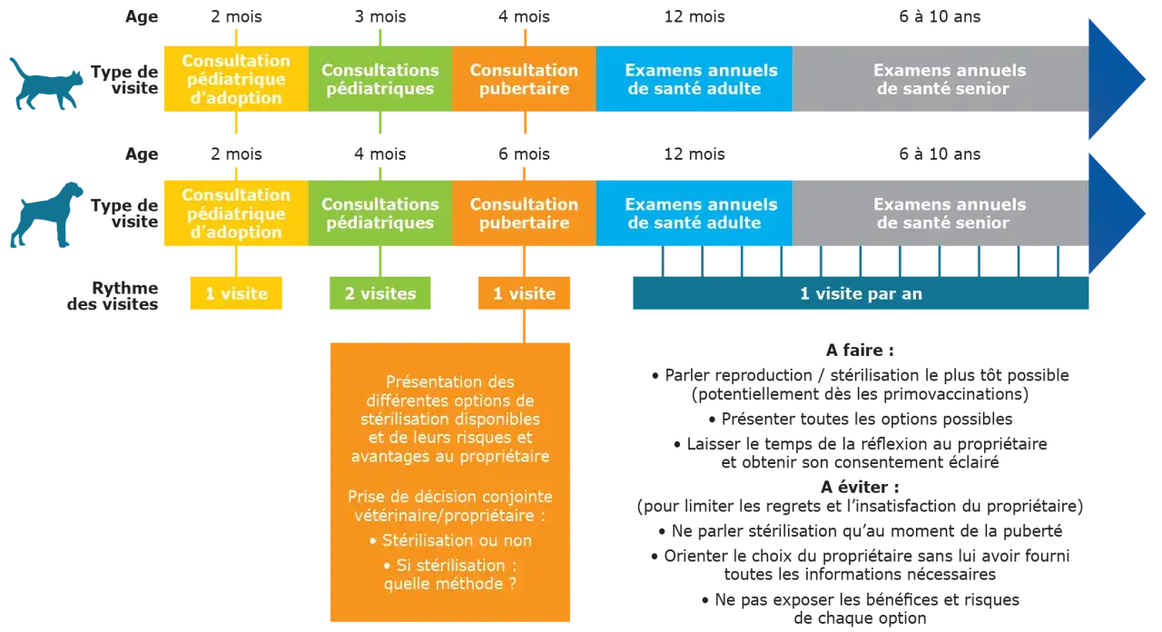Quand st&eacute;riliser une chienne ? Ce sch&eacute;ma montre les visites v&eacute;t&eacute;rinaires pour chats et chiens, incluant les consultations pubertaires et les examens annuels.