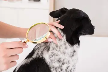 Une main examine le pelage d'un chien avec une loupe, cherchant des poux.