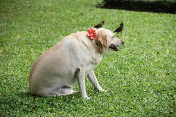 Labrador corpulent, orné d'une fleur rouge, sur l'herbe. Il est temps de penser à comment faire perdre du poids à un chien pour sa santé.