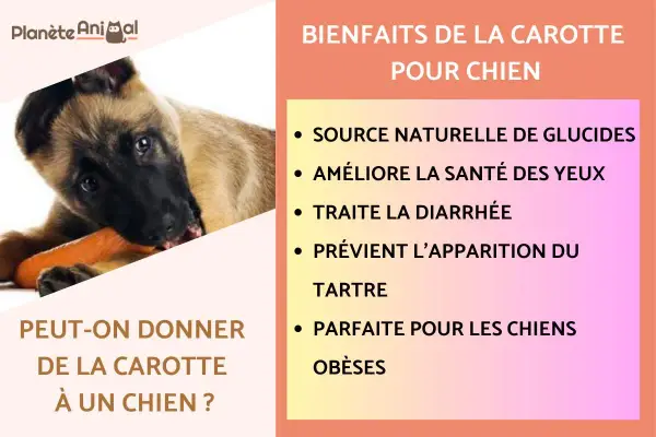 Un chiot mange une carotte, découvrant les bienfaits de ce légume pour un chien.