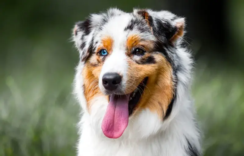 Un Berger Australien, un des chiens préférés des Français, avec ses yeux de couleurs différentes et sa langue rose pendante.