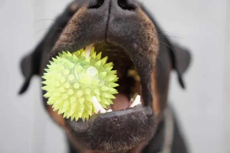 Un chiot de 3 mois s'amuse avec son jouet hérissé, un ballon vert vif qu'il tient fermement dans sa gueule.