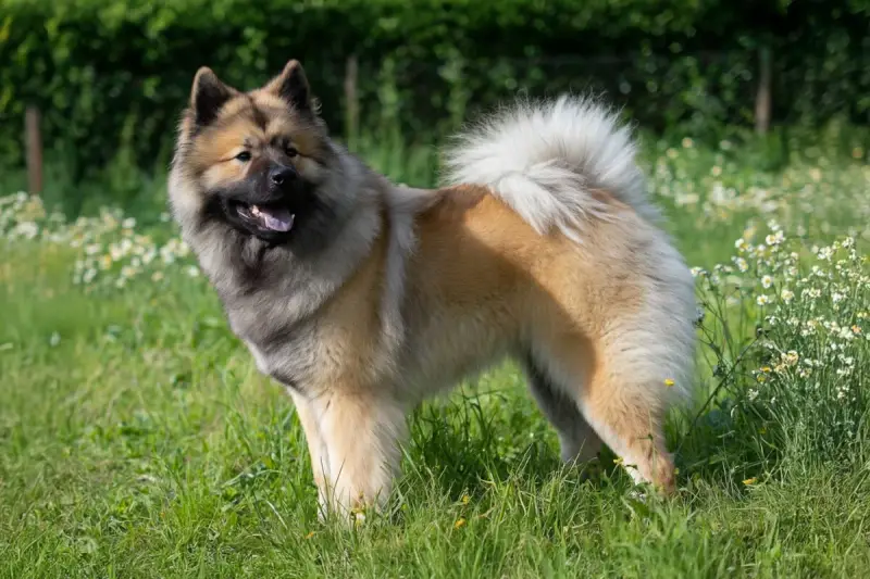 Un magnifique chien eurasier, au pelage épais et roux, se tient fièrement dans un champ verdoyant parsemé de petites fleurs blanches.