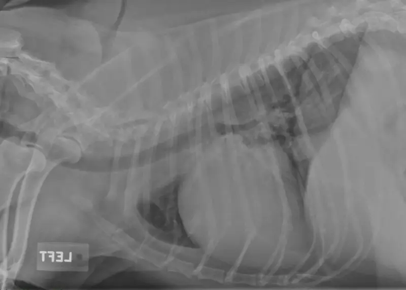 Radiographie latérale d'un chien montrant un œdème pulmonaire. Les poumons apparaissent opaques, signe d'une accumulation de liquide.