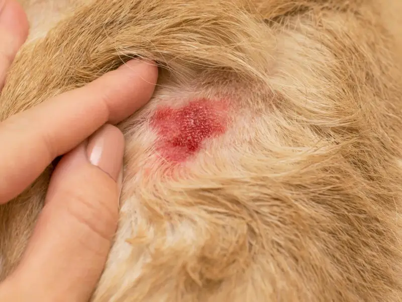 Un doigt humain touche une zone rouge et irritée sur la peau d'un chien, un **hot spot chien** typique.