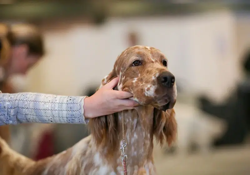 Un setter anglais lemon, au pelage tacheté, est caressé par une main.