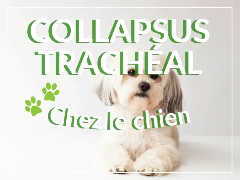 Un chien blanc aux poils longs regarde l'objectif. Le texte "COLLAPSUS TRACHÉAL Chez le chien" est superposé. L'espérance de vie est affectée.