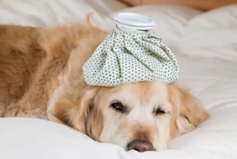 Un golden retriever malade, avec une poche de glace sur la tête, se repose. Combien de temps dure un rhume chez le chien ?
